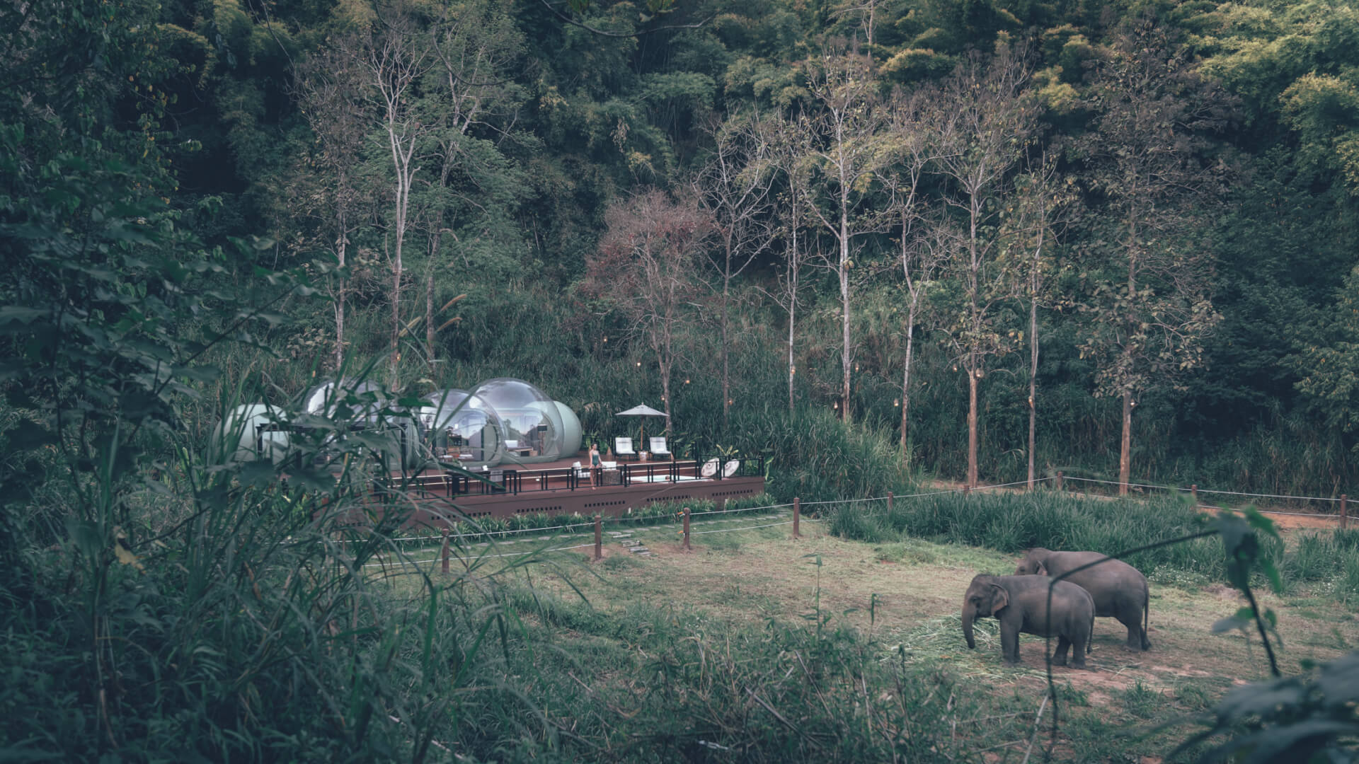 Jungle Bubbles