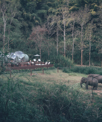 Jungle Bubbles