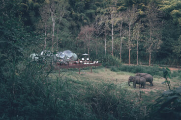 Jungle Bubbles