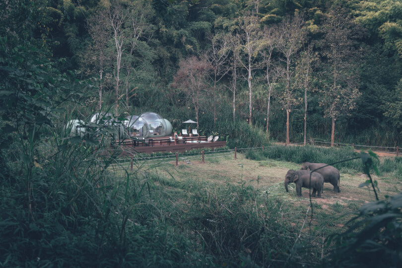 Jungle Bubbles