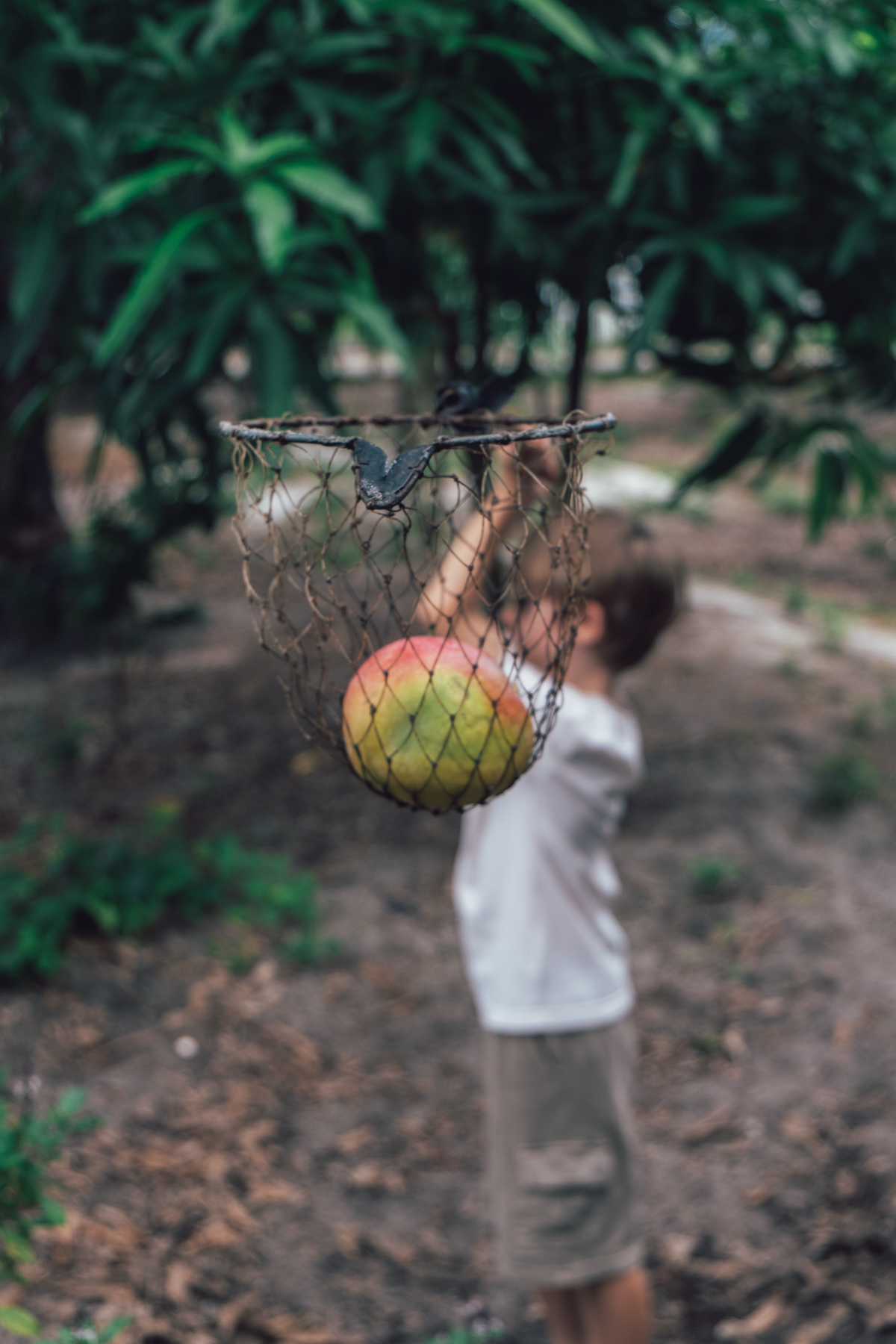Vietnam Mango Farm