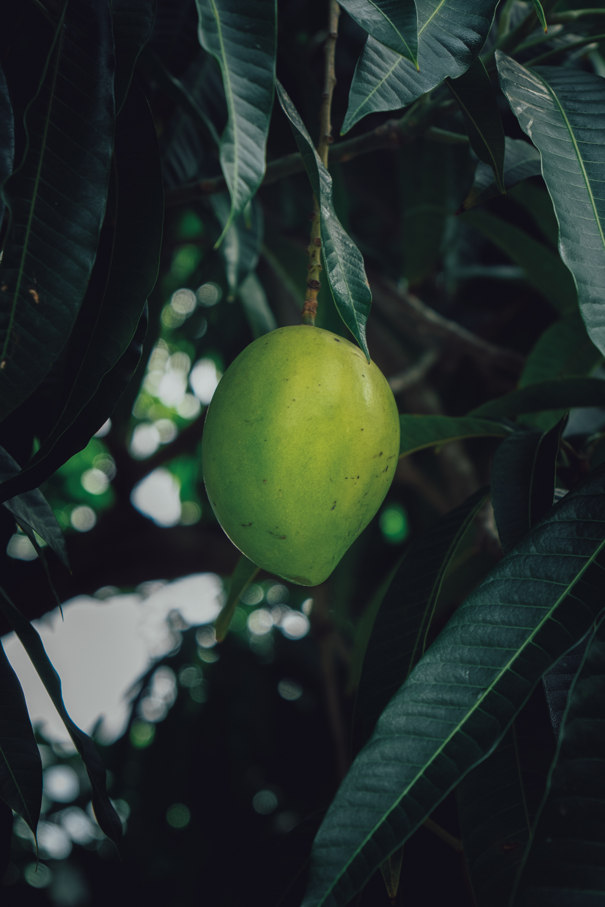 Vietnam Mango Farm