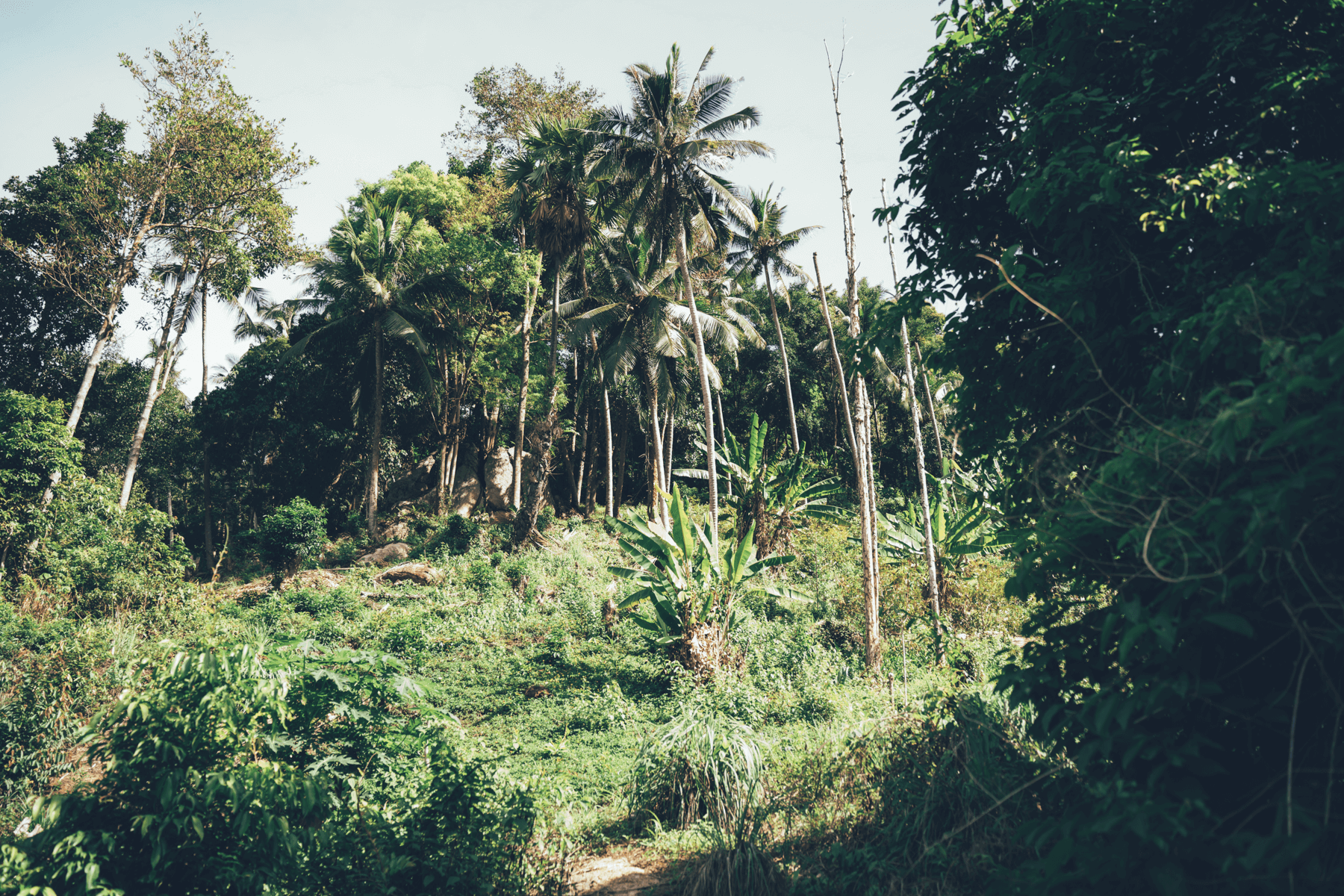 Auswandern nach Samui